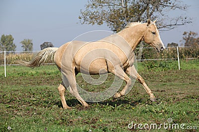 Palomino quarter horse running on pasturage Stock Photo