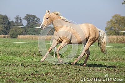 Palomino quarter horse running on pasturage Stock Photo