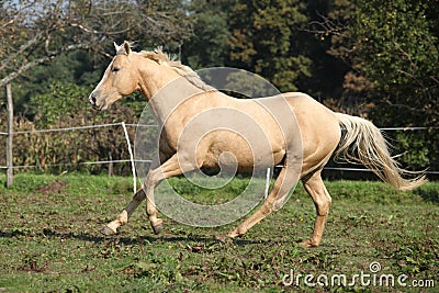 Palomino quarter horse running on pasturage Stock Photo
