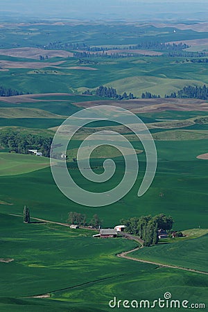 Palouse wheat fields Stock Photo