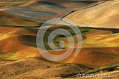 Palouse Wheat Fields Stock Photo