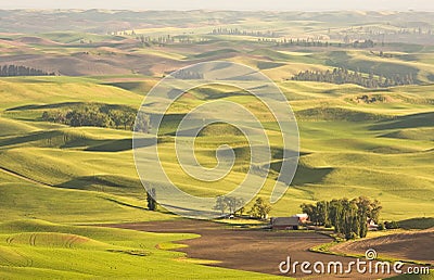 Palouse Wheat Fields Stock Photo