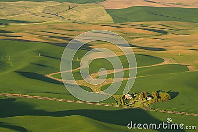 Palouse wheat fields at sunset Stock Photo