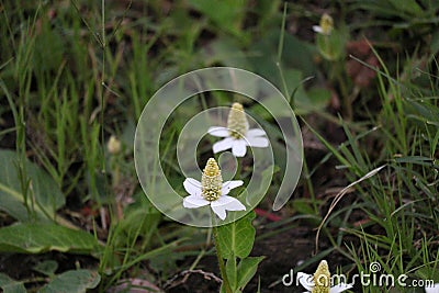 California Landscape - White with Green Center Cone Shaped Flowers along River - Pamo Valley San Diego California Mountains Stock Photo