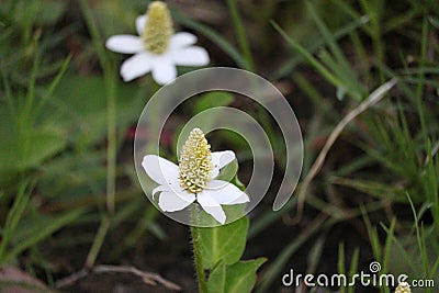 California Landscape - White with Green Center Cone Shaped Flowers along River - Pamo Valley San Diego California Mountains Stock Photo