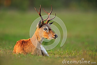 Pampas Deer, Ozotoceros bezoarticus, sitting in the green grass, Pantanal, Brazil Stock Photo