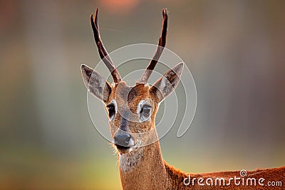 Pampas Deer, Ozotoceros bezoarticus, sitting in the green grass, Pantanal, Brazil. Wildlife scene from nature. Deer, nature habita Stock Photo