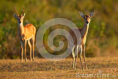 Pampas Deer, Ozotoceros bezoarticus, sitting in the green grass, Pantanal, Brazil. Wildlife scene from nature. Pair if deer, natur Stock Photo