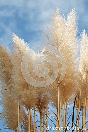 Pampas dominate with a cloudy sky background Stock Photo