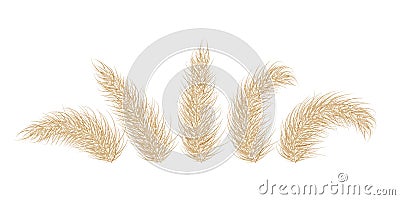 Pampas dry grass. One branch of pampas grass. Panicle, feather flower head. Vector Vector Illustration