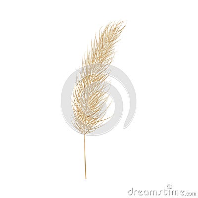 Pampas dry grass. One branch of pampas grass. Panicle, feather flower head. Vector Vector Illustration