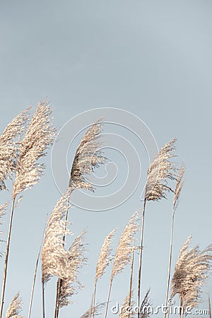 Pampas Grass Blue Sky. Creative, minimal, bright and airy styled concept Stock Photo