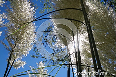 Pampas Grass Cortaderia Rising Brilliant Stock Photo