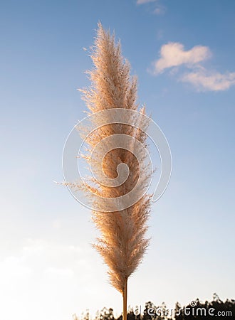 Pampas grass (Cortaderia selloana), Stock Photo