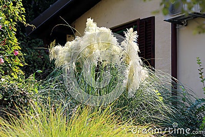 Pampas grass or Cortaderia selloana plant growing like large bush with slender green leaves and cluster of flowers in home garden Stock Photo
