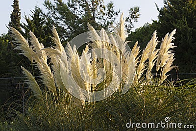 Pampas Grass Cortaderia Selloana photo swaying in sun wind Stock Photo