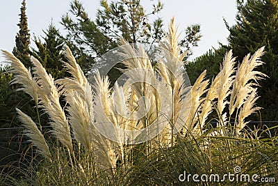 Pampas Grass Cortaderia selloana in wild nature photo Stock Photo