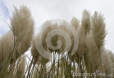 Pampas Grass. Stock Photo