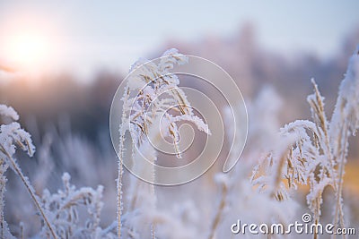 Pampas grass in the open air covered with snow. Dry reeds in the sunset rays of the sun against the blue sky Stock Photo