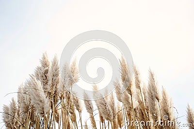 Pampas grass in the sky, Abstract natural background of soft plants Cortaderia selloana moving in the wind. Bright and clear scene Stock Photo