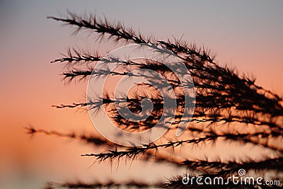 Pampas Grass in the Sunset Stock Photo