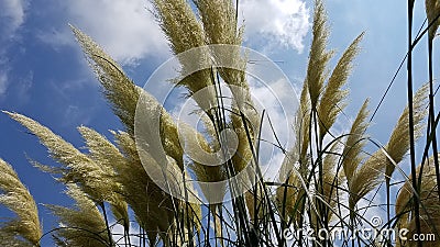 Pampas grass tufts Stock Photo