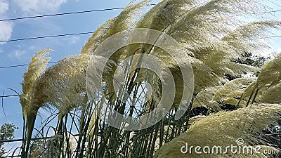 Pampas grass tufts Stock Photo