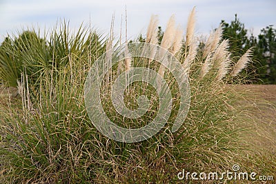 pampas grass Stock Photo