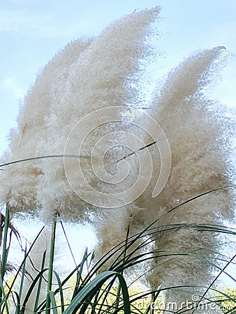 Pampas plumes in the wind Stock Photo