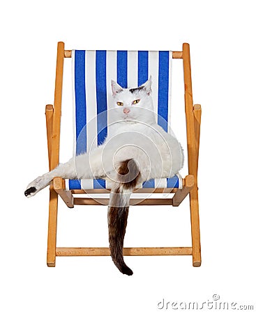 Pampered cat on a deckchair Stock Photo
