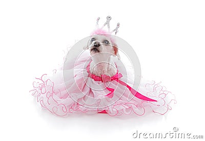 Pampered Princess or Ballerina pet Stock Photo