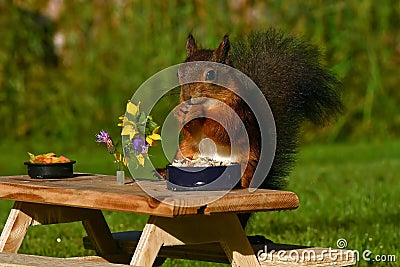 Squirrel, Sciurus vulgaris, who got her own breakfast table with flowers and food served on a garden table Stock Photo