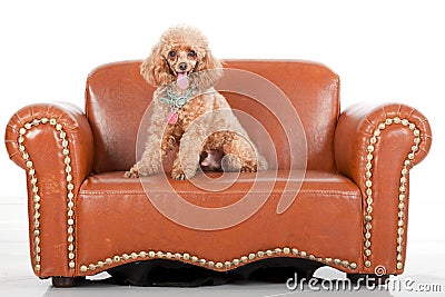 Pampered Toy Poodle Stock Photo