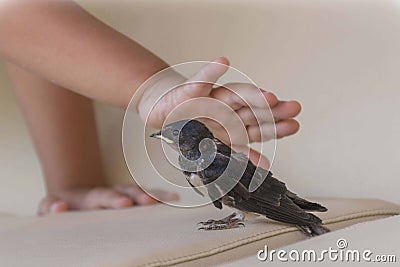 Pampering bird Stock Photo