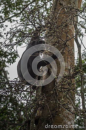 Pan-hooting chimpanzee Pan troglodytes Stock Photo