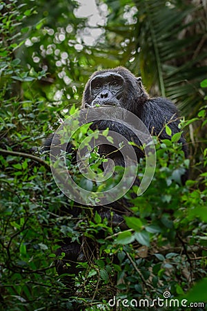Pan-hooting chimpanzee Pan troglodytes Stock Photo