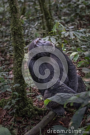 Pan-hooting chimpanzee Pan troglodytes Stock Photo