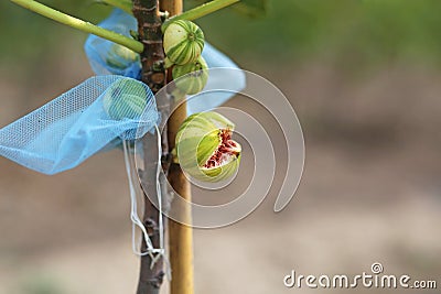 Panache fig fruit broke up, Stock Photo