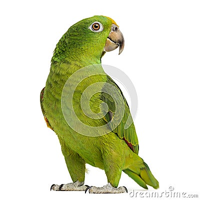 Panama Yellow-headed Amazon (5 months old) Stock Photo