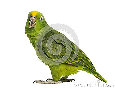 Panama Yellow-headed Amazon (5 months old) Stock Photo