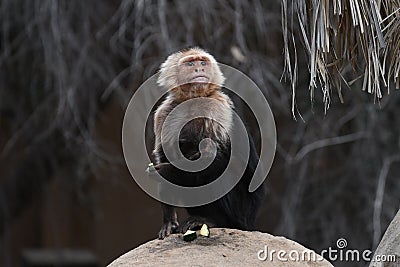 Panamanian White-faced Capuchin Stock Photo