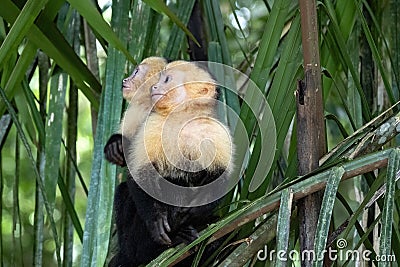 Panamanian white-faced capuchin Cebus imitator, in Manuel Antonio park very tame, Costa Rica Stock Photo
