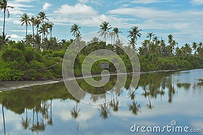 Panaromatic view of mangrove Stock Photo