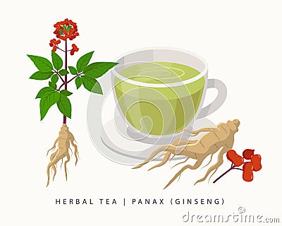 Panax herbal tea isolated on white background. Ginseng Flowering Plant vector botanical illustration. Vector Illustration