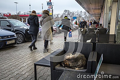Lutalica, a typical serbian stray dog stray dog sleeping at the terrace of a cafe on a pedestrian sidewalk while people walking Editorial Stock Photo