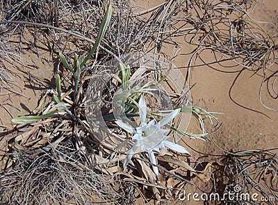 Pancratium maritimum, or sea daffodil - a geophyte, a perennial bulbous plant with linear or thorn-like leaves. Stock Photo