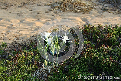 Pancratius marine Stock Photo