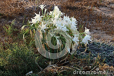 Pancratius marine Stock Photo