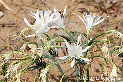 Pancratius marine Stock Photo