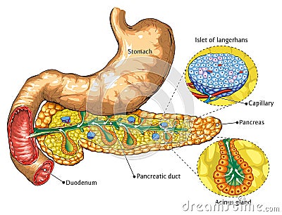 Pancreas and stomach Vector Illustration